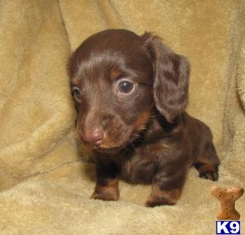 Dachshund Puppies in TX